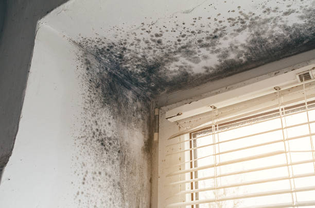 Affordable Hvac And Air Duct Mold Remediation solutions in Kalamazoo, MI